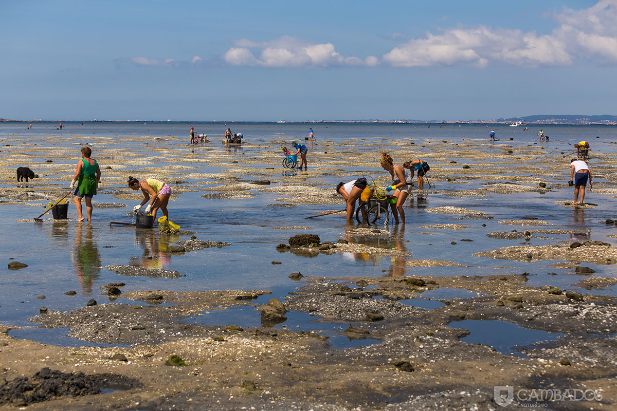 Mariscadoras faenando na illa da Filgueira